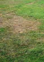 Rasen idealer Weise morgens Bekommt der Rasen im Sommer zu wenig Wasser, zeigen sich Trockenschäden. Niemals mehr als die Hälfte der Aufwuchshöhe auf einmal abmähen.
