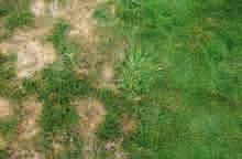 Rotspitzigkeit (Laetisaria fuciformis) ++ Symptome: unregelmäßige Flecken im Rasen, schließlich gelbe bis bräunliche Grashalme. Nur Blattspreiten werden befallen.