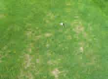 In den Pusteln sind die Pilzsporen enthalten, die sich bei Benutzung und Pflege der Rasenfläche leicht verteilen und die Infektion somit ausweiten.