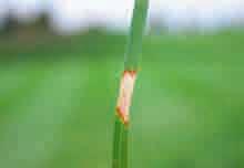 Dollarflecken (Sclerotinia homoeocarpa) ++ Symptome: anfangs etwa Euro-Stück-große braune Flecken, im Morgentau kann sich weißes spinnwebartiges Pilzmyzel bilden.