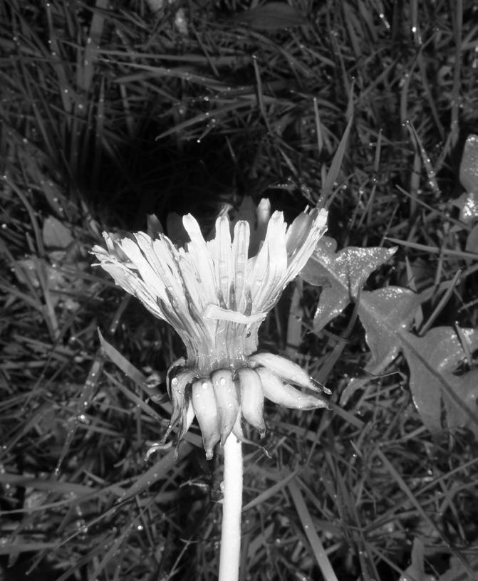 Uhlemann: New species of the genus Taraxacum (Asteraceae) from Germany II. 19 A B Fig. 5: Flower heads and position of the outer bracts.