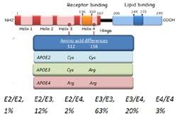 Association of apolipoprotein E genotypes with lipid levels and coronary risk. Bennet AM et al.