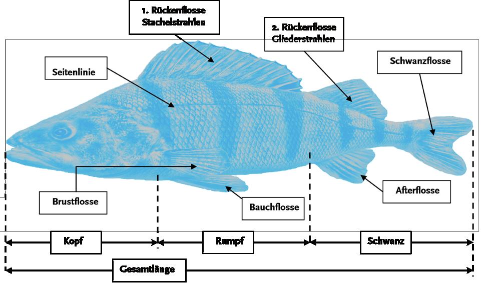 6 Spezielle Fischkunde Hier werden die charakteristischen Merkmale einzelner Fischarten durch Abbildung und kurze