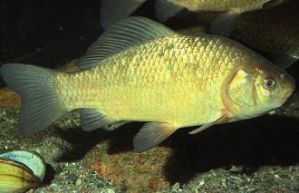 6.1 Fische ohne Schonzeit und ohne Mindestmaß Karausche (Carassius carassius) Größe: 20-30 cm sehr hochrückiger und fast kreisrund wirkender Körper, gold-gelbe Färbung, häufig dunkler Punkt auf dem