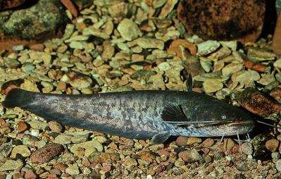 Wels (Silurus glanis) SZ: keine MM: 50 cm langgestreckter schuppenloser Körper mit großem breitem Kopf, dunkel