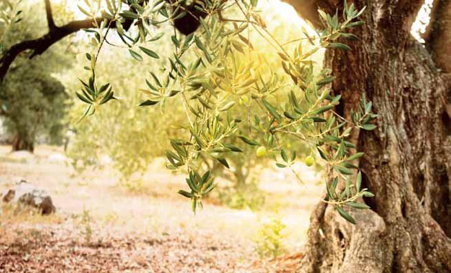 OLIVE BROWN edel Inspirierend unkompliziert offen Inspirationsquelle für Olive Brown war der mediterrane Olivenbaum