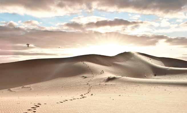 SAHARA BEIGE Harmonisch grenzenlos ruhig ausgewogen Sahara Beige erinnert uns an warmen, unberührten Wüstensand in der