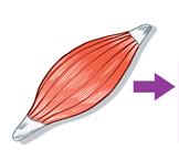 Die Muskelsehnen Sehne Sehne Muskelbauch Bildquelle: http://www.diabetes-und-insulinresistenz.de/grafik/abbildungen/ir-muskel-klein.