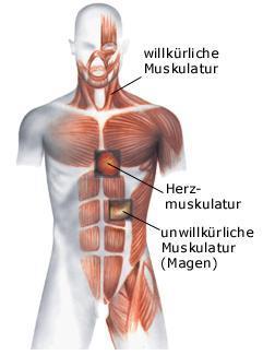MUSKULATUR > 620 Muskeln insgesamt 3 Arten von Muskelgewebe: glattes