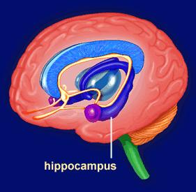 Hippocampus vergleicht ankommende und gespeicherte explizite Informationen Abstimmung des