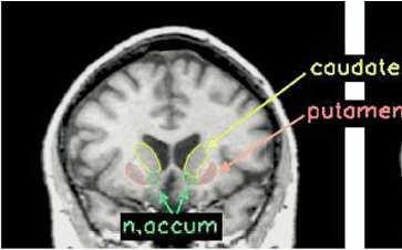 Striatum