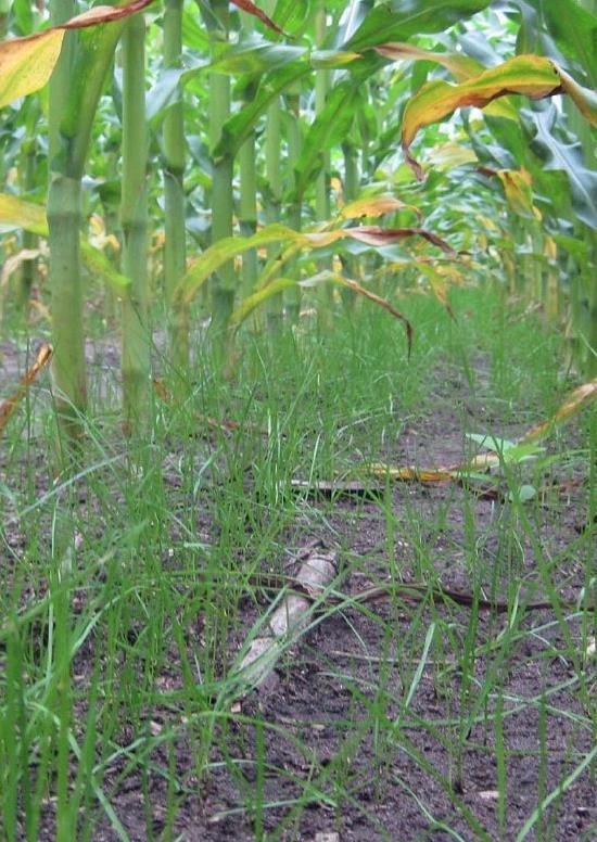 Grasuntersaaten in Mais Agenda Nutzen, Risiken und Aufwand Angepasste Unkrautkontrolle Spezielle