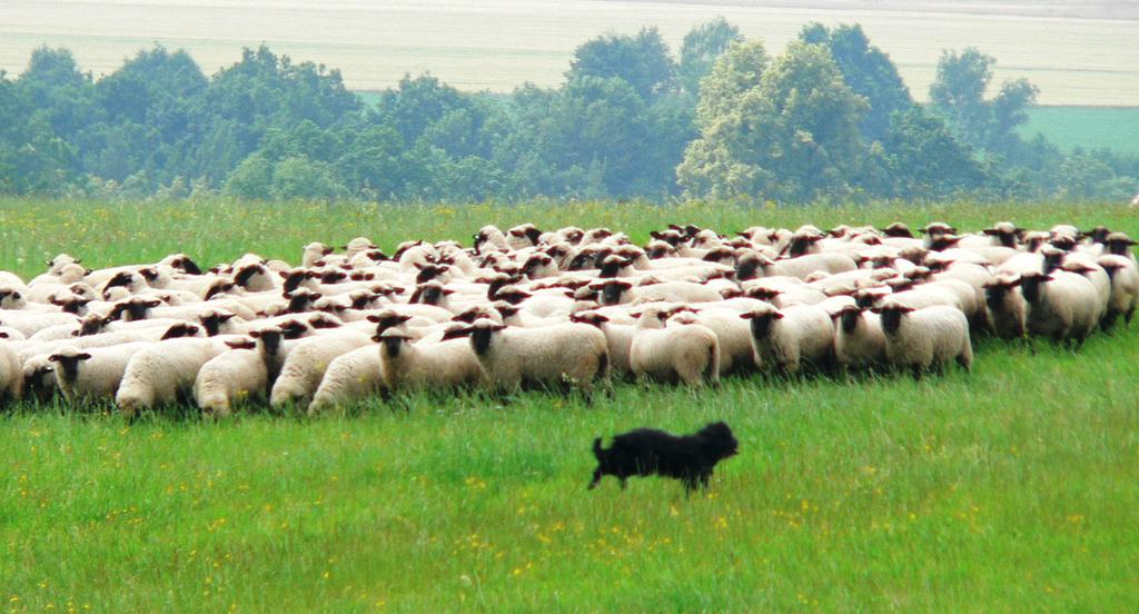 Unter dem Gesichtspunkt der Wirtschaftlichkeit, der Nutzungsform und der Haltungsform ergeben sich aus der Sicht des Einsatzes von Schafen in der Landschaftspflege verschiedene
