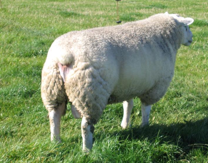 Rhönschaf Das Rhönschaf ist ein mittelgroßes Schaf. Es ist anspruchslos, marschund pferchfähig.