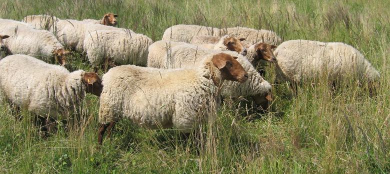 Zu den jüngsten Fleischschafrassen zählt das Charolais-Schaf.