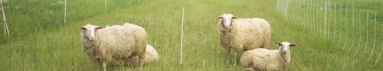 Das Zuchtziel ist ein robustes, kleinrahmiges Schaf mit besonderer Eignung zur Landschaftspflege auf mageren Standorten.