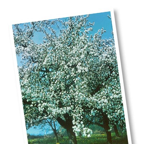 10 Apfel Malus domestica Allgemeine Beschreibung Der Apfel gehört wie Birne und Kirsche zur Familie der Rosengewächse (Rosaceae).