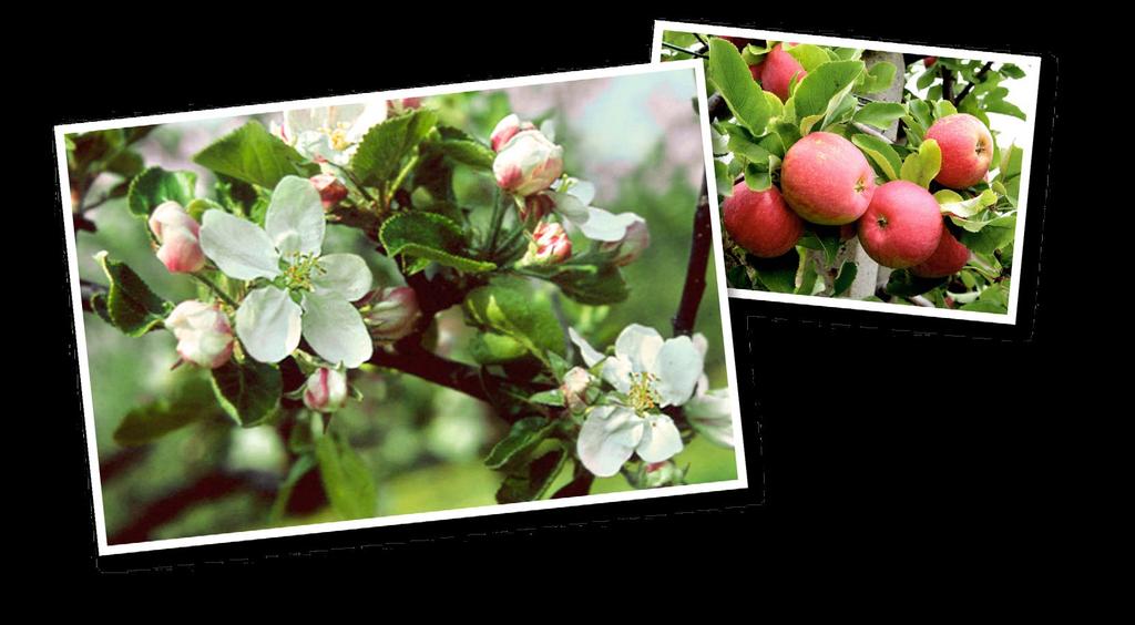 Phänologische Beobachtung 11 Apfel, Beginn der Pflückreife Beginn der Blüte (B) Apfel, Beginn der Blüte Dies ist eine der ältesten Phasen in den phänologischen Beobachtungsprogrammen, zu der von