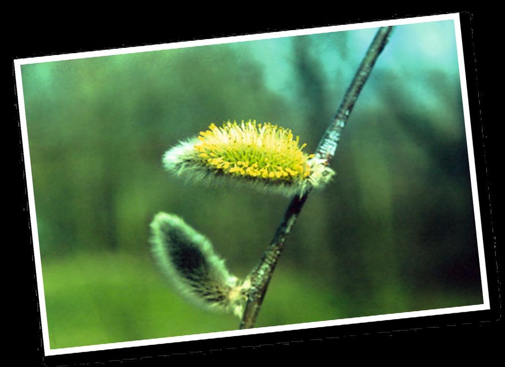 Phänologische Beobachtung 07 Salweide, Beginn der (männlichen) Blüte Vergleich der wichtigsten Bestimmungsmerkmale: Sal-Weide Grau-Weide Ohr-Weide Großblättrige Weide Wuchs Strauch oder Baum, Strauch