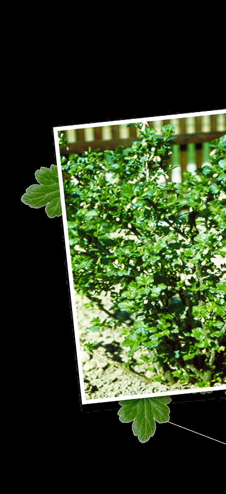08 Stachelbeere Ribes uva-crispa, R.