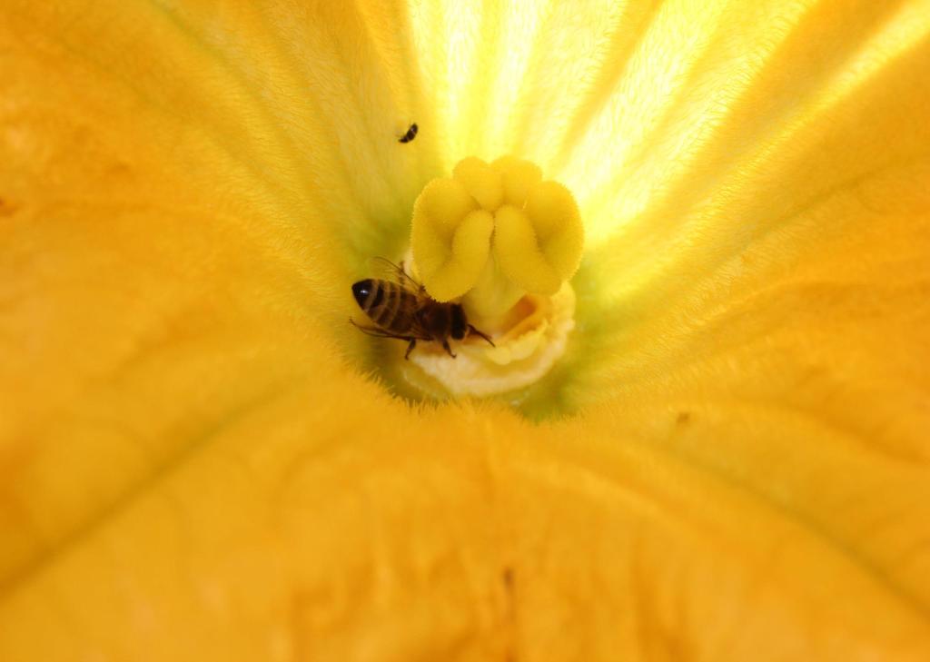 Bienen im Gemüsegarten