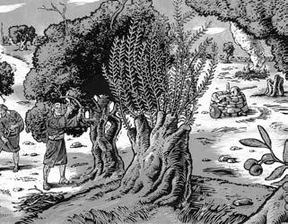 Kapitel 10 Der heilige Same ist der glaubenstreue Überrest, der aus dem zerstreuten Israel neues Leben erwecken wird, wie neue Zweige aus dem Stumpf eines Baumes wachsen, der zurückgeschnitten wurde.