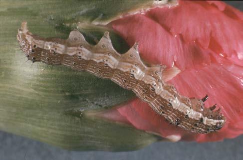 in die Nelkenblüte Eiablage auf die Blattfläche ist eher selten 7 Heliothis armigera : Larven Die Larven