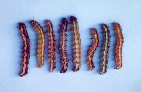 armigera-larven: aus diversen Maiskolben gezogen 9 Heliothis armigera :