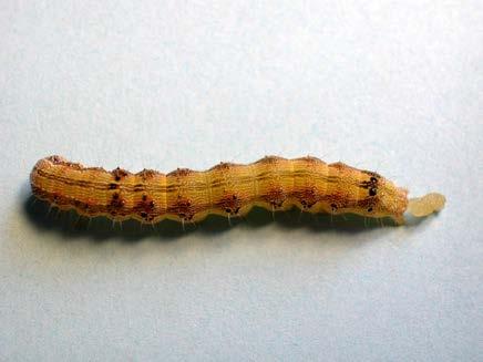 armigera-larven Typisch: das Streifenmuster der Haut - und die bedornten
