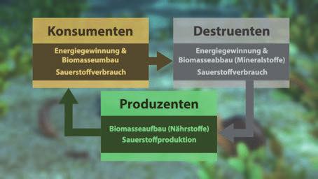 Im letzten Abschnitt folgt ein kurzes Resümee: Organische Stoffe werden von allen Wasserorganismen unter Sauerstoffverbrauch zu Mineralstoffen abgebaut.