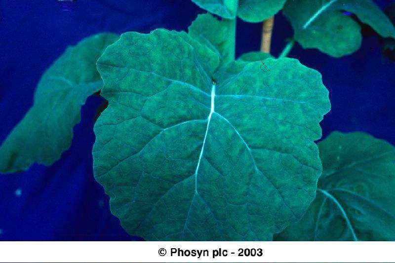 Spurennährstoffe Mangan Manganversorgung ist gestört bei hohen ph-werten Herbsttrockenheit In stark durchlüfteten Böden (nach Strohdüngung) für die Photosynthese und damit für den