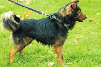 Hunde-Vermittlung Henk Mischling, Rüde unkastriert im TH seit 26.10.2012 Henk wurde in Moers auf der Rheinberger Str. aufgefunden und ins Tierheim gebracht.