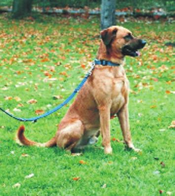 Trotz seiner Behinderung ist Henk ein agiler Hund der beschäftigt und ausgelastet (z.b. Nasenarbeit) werden sollte ohne ihn zu überlasten.