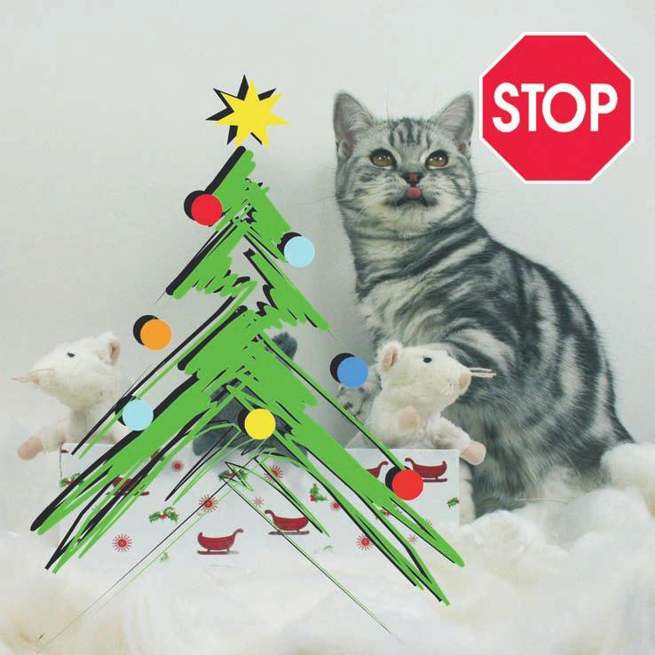 Alle Jahre wieder... Tiere unterm Weihnachtsbaum! In den ersten Wochen des neuen Jahres geraten Tierheime häufig an ihre Kapazitätsgrenzen.