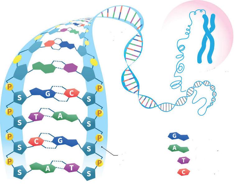 2.2 Aufbau der DNA 11 Chromosom Guanin Doppelhelix Phosphorsäure- Zucker- Rückgrat Adenin Thymin Cytosin Abb. 2.