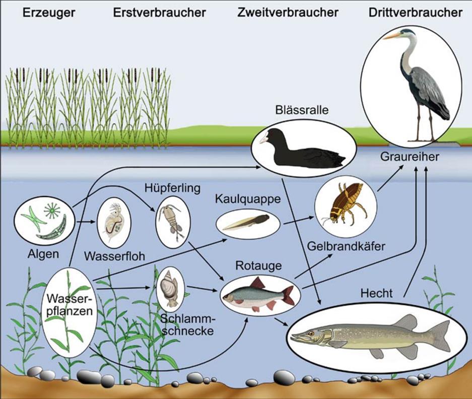 Einfluss von Umweltfaktoren im Ökosystem See Biotische Umweltfaktoren alle Einwirkungen auf einen