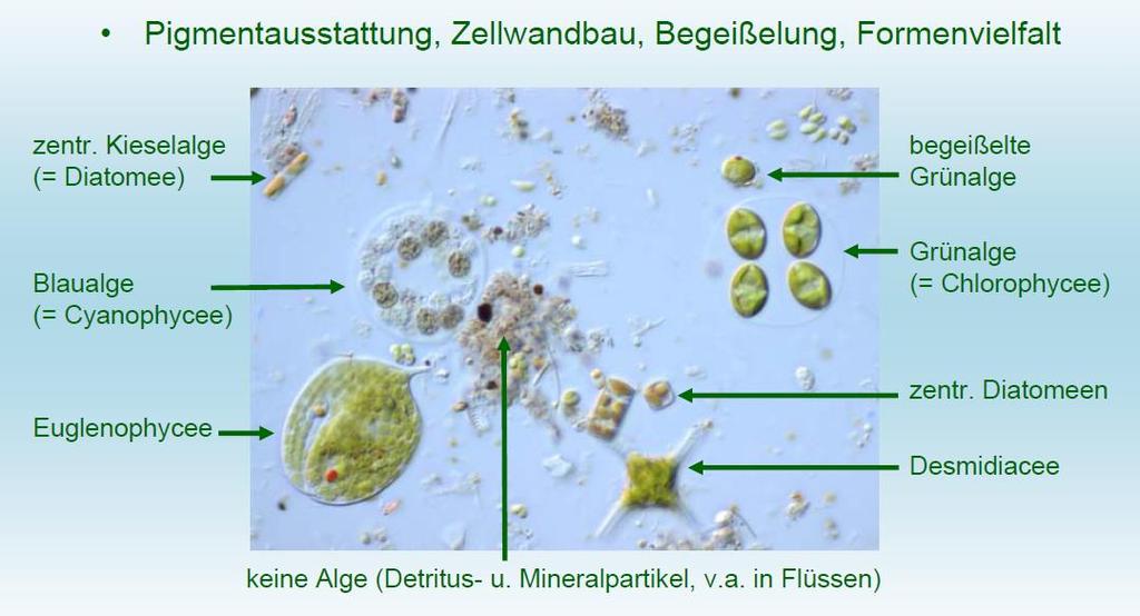 Gewässergüte nach Phytoplankton SBZ