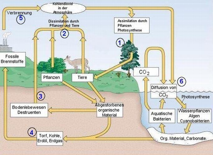 Kohlenstoff- Kreislauf