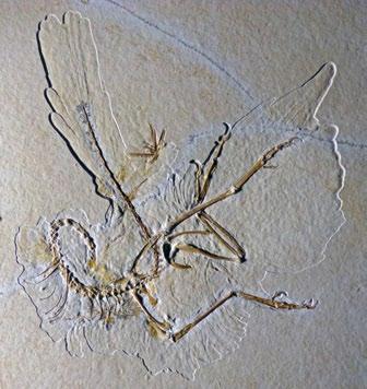 PALÄONTOLOGIE Als die Federn fliegen lernten Ein neuer Fund des Urvogels Archaeopteryx mit besonders gut erhaltenen Abdrücken des Federkleids und ein Vergleich mit anderen gefiederten