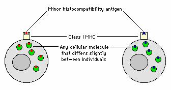 Allogene Inkompatibilitäten MHC non-mhc D/R relation Clinical situation Incompatibility identical identical syngen Identical Twins none identical different allogen RD, URD minor different different