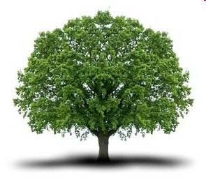 Bäume Sie wissen, was Bäume in der Informatik sind Sie kennen das Besucher-Entwurfsmuster Sie kennen Binärbäume