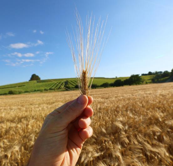 Getreide ist besonders gut an die bodenklimatischen Bedingungen der EU angepasst und stellt auch dank seiner Produktivität und seines Eiweißgehalts eine wichtige lokal verfügbare Quelle für