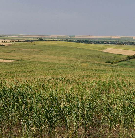 Die auf dem Feld verbleibenden Reste von Strohgetreide bieten der kleinen Feldfauna Nahrung und Brutplätze. Der Zuckerrübenanbau ist ein Vorbild ökologischer Nachhaltigkeit.