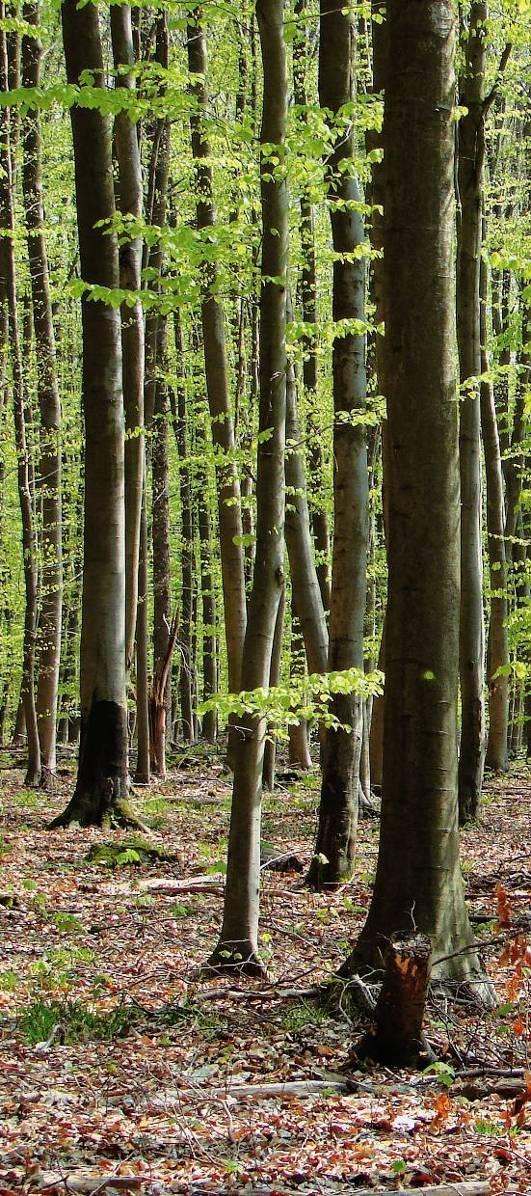 Der Wald in Hessen Douglasie; 3% Lärche; 6% Kiefer; 11% Buche; 36% Fichte/Tanne; 23%
