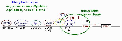 Promotor Promotoren enthalten mehrere TF - Bindungsstellen Reihenfolge der Bindungsstellen kann