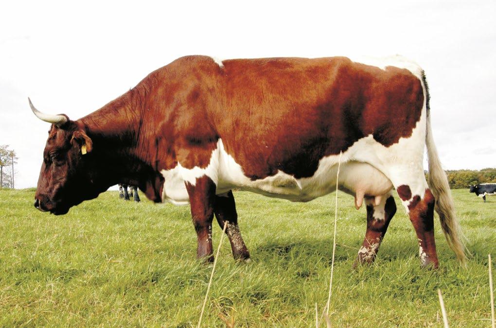Im Handel gibt es die Kuhmilch unter der Verkehrsbezeichnung Vollmilch, teilentrahmte (fettarme) Milch oder entrahmte Milch (Magermilch).