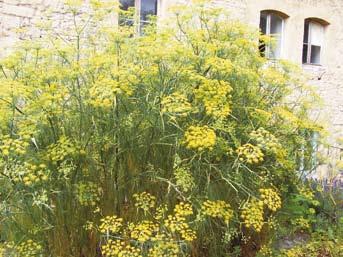 Beheimatet ist der Fenchel, eine zwei- bis mehrjährige Pflanze, im Mittelmeerraum. Die gelben Blüten sind doldenförmig angeordnet.