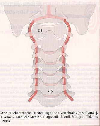 12 A. vertebralis Quelle: Bessler,