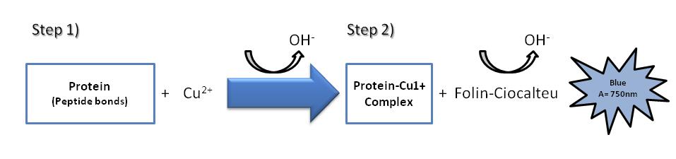 Quantifizierung der Proteinmenge Lowry Protein Assay labome.