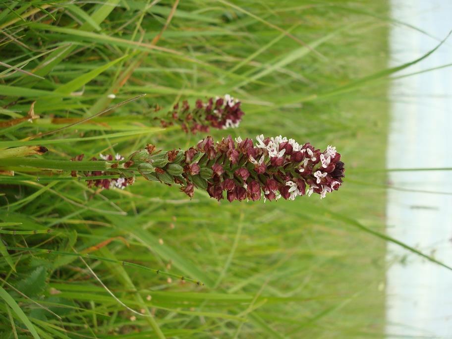 Abbildung 10: Orchis ustulata Abbildung 11: Salvia